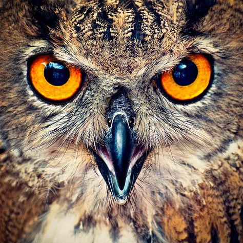 Eagle Owl Eyes  European uhu, captured at a bird of prey demonstration show @ Nieuwe Niedorp, North-Holland, Netherlands. Regard Animal, Owl Photography, Owl Photos, Owl Eyes, Bird Hunting, Owl Pictures, Great Horned Owl, Beautiful Owl, Seni 3d