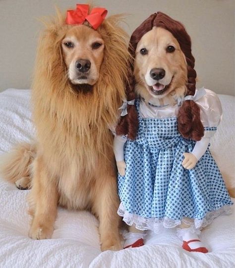 35 Fun Pet Costumes for Halloween to Be Your Best Partner Cute Dog Costumes, 골든 리트리버, Pet Halloween Costumes, Dog Halloween Costumes, Cute Halloween Costumes, Dog Costumes, Halloween Animals, Dog Costume, Two Dogs