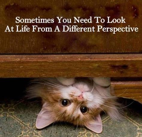 Cute #Quote About Life & Perspective for Motivational Monday Söt Katt, Image Chat, Quotes Inspirational Positive, Different Perspectives, Cat Quotes, Funny Cat Pictures, E Card, Funny Cat Videos, Animal Quotes