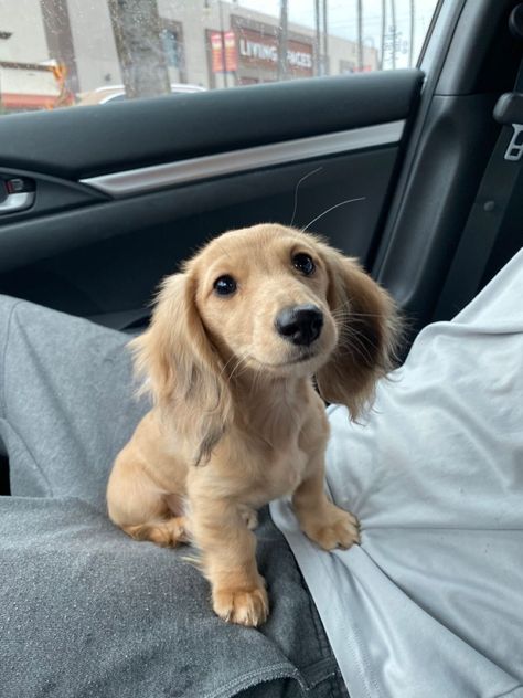 Quite a few dogs out there have the power of making even the most tough-looking person go whosagoodboyyesyouare in a high-pitched voice. Daschund Puppies, Long Haired Dachshund, Cute Animals Puppies, Very Cute Dogs, Weenie Dogs, Dog Help, Dachshund Puppies, Cute Animal Photos