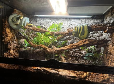 Reptile Terrarium Ideas Unique, Bioactive Snake Tank, Snake Terrarium Decor, Naturalistic Reptile Enclosure, Custom Snake Enclosures, Snake Inclosers, Amazon Tree Boa Enclosure, Ball Phyton Enclosure, Bioactive Corn Snake Enclosure