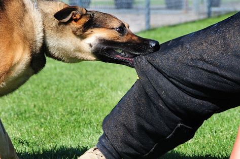 Dog Training Barking, Stop Dog Barking, Animal Attack, Veterinary Services, Dog Attack, Tiny Puppies, Aggressive Dog, Dog Biting, How To Protect Yourself