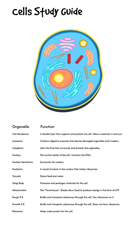 Plant and Animal Cell Study Guide Animal Cell Functions, Animal Cell Parts, Cell Parts And Functions, Animal Cell Organelles, Cell Biology Notes, Teaching Cells, Physiology Notes, Animal Cell Project, Biology Teaching