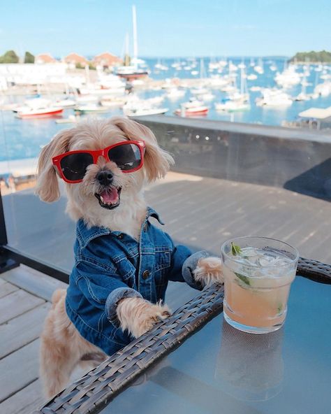 Rams | Pet Influencer on Instagram: “if this isn’t the best way to end your weekend, i don’t know what is! #SundayFundayTimesTen ⛵️🍹🌊 . winding down at the rooftop bar at…” #rambothepuppy #dogfasion #dogclothes #dogsinsunglasses #dogfriendly #camdenmaine #mainecoast Dog Influencer, Pet Influencer, Dog Fashion Clothes, Camden Maine, Dog Fashion, Maine Coast, Rooftop Bar, Sunday Funday, Marmalade