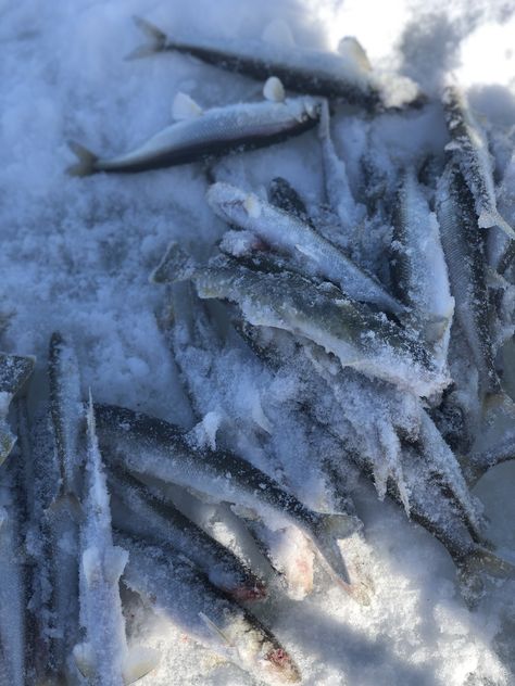 Arctic Ocean Aesthetic, Cold Ocean Aesthetic, Ice Fishing Aesthetic, Siberia Aesthetic, Arctic Aesthetic, Cold Water Fish, Dark Deck, Aquatic Ecosystem, Fish Species