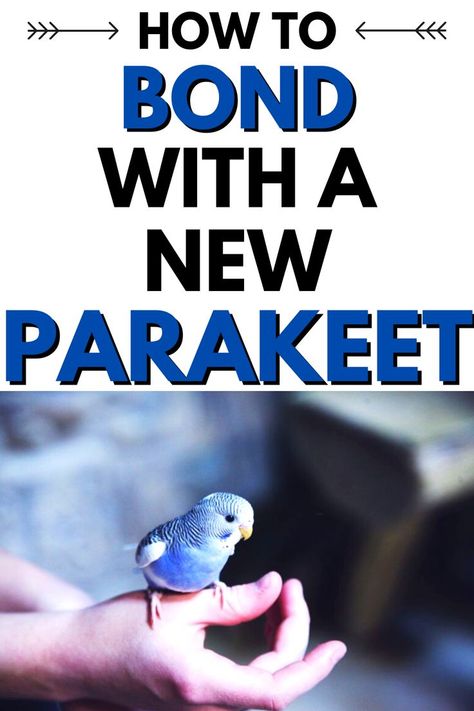 How To Bond With Your Parakeet Parakeet Talking, Homemade Bird Toys, Parakeet Care, Budgies Parrot, Parakeet Food, Otter Plush, Best Pet Birds, Parakeet Toys, Parrot Stand