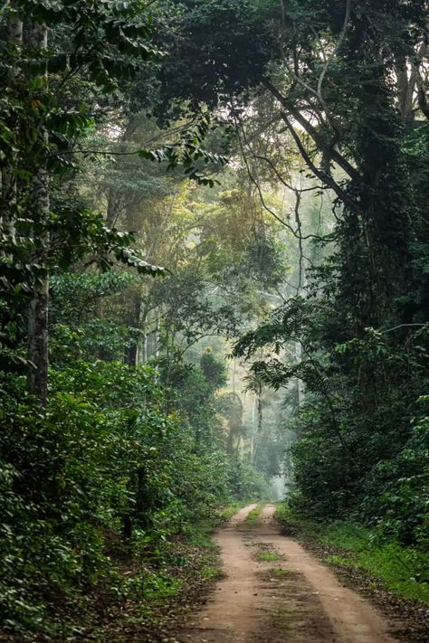 In search of the ‘village of the elephants’, deep in the central African rainforest | Financial Times Ghana Forest, Congo Rainforest, Forest Elephant, African Rainforest, African Forest, African Nature, Lush Rainforest, African Jungle, African Architecture