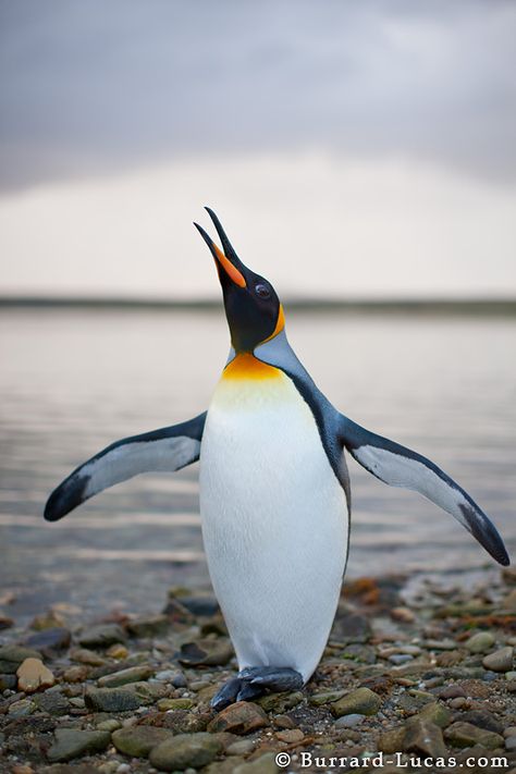 Squawking King Penguin | Flickr - Photo Sharing! Penguins Funny, King Penguin, Emperor Penguin, Penguin Love, Cute Penguins, Wild Life, Animal Photo, Nature Animals, Sea Creatures