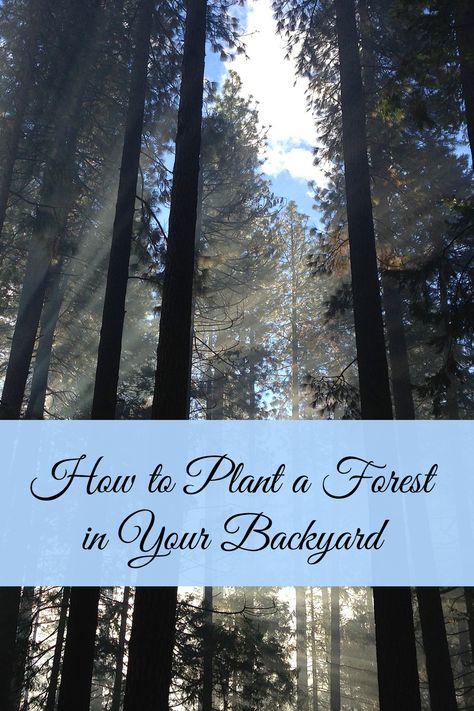 Planting A Forest, Backyard Woods Landscaping, Backyard Forest Landscape, Wooded Backyard Ideas, Woods Backyard Ideas, Forest Landscape Design, Forest Backyard, Forest Landscaping, Wooded Backyard Landscape