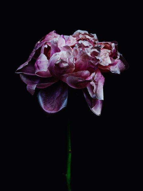 Billy Kidd photography Billy Kidd, Growth And Decay, Dark Flowers, High Art, Natural Forms, Flower Beauty, Photographic Art, White Photography, Natural World