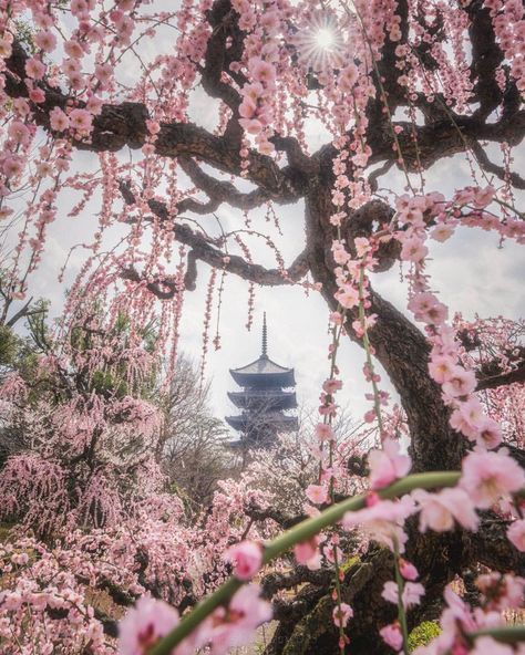 Cleolinda Industries on Tumblr Japan Sakura, Sakura Tree, Sakura Flower, Pretty Landscapes, Japan Aesthetic, Aesthetic Japan, Japanese Aesthetic, Blossom Trees, Aesthetic Images