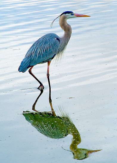 La garza azul (Ardea herodia) es una de las garzas más grande, se distribuye en la mayor parte de Norteamérica, el caribe y parte del norte de Sudamérica. Birds Preschool, Audobon Birds, Birds Quotes, Birds Sketch, Fall Birds, Toucan Birds, Birds Craft, Birds Feeder, Tattoo Birds