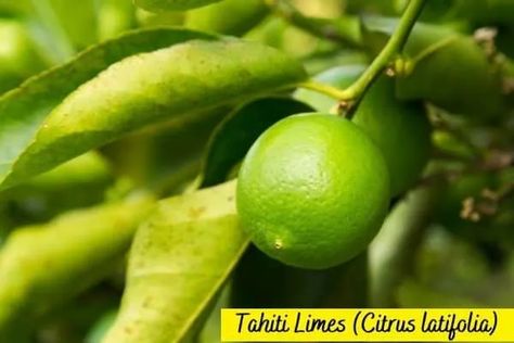 Persian Lime Tree, Trees Pictures, Lime Trees, Cypress Mulch, Large Terracotta Pots, Key Limes, Meyer Lemon Tree, Types Of Mulch, Zone 9