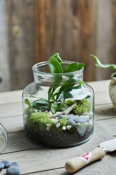 Recycled Glass Jar Terrarium | Anthropologie Glass Jar Terrarium, Jar Terrarium, Bottle Terrarium, Fish Tank Terrarium, Indoor Water Garden, Succulent Gardens, Pothos Plant, Terrariums Kits, Aloe Plant