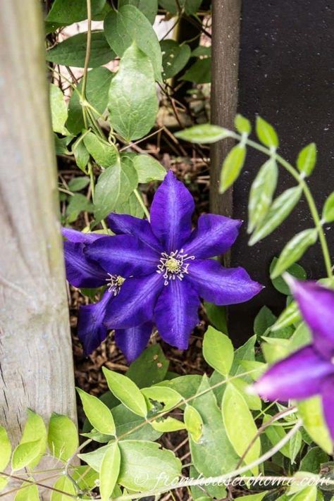 Need to hide an unattractive view or cover a fence in your shade garden? These flowering vines for shade will do the job and look pretty doing it. #fromhousetohome #gardeningtips #gardenideas #shadegarden #shadeperennials #shadeplants Shade Vines, Vines For Shade, Climbing Plants Fence, Perennial Flowering Vines, Climbing Plants Trellis, Hydrangea Petiolaris, Shady Garden, Autumn Clematis, Evergreen Vines