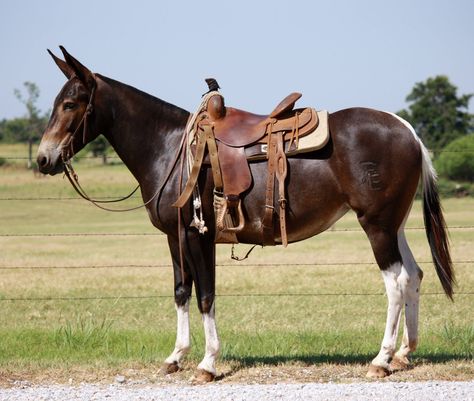 Mule Mule Horse, Mule Animal, Draft Mule, Mules Animal, Tall Cowgirl Boots, Muar, Boots Tall, Thigh Boots, Horses And Dogs