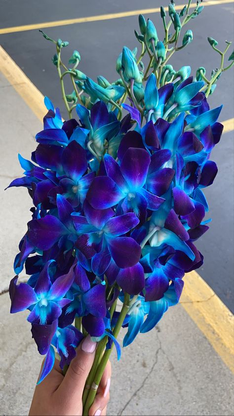 Em Aesthetic, Blue Orchid Bouquet, Galaxy Orchid, True Winter Palette, Blue Dendrobium Orchids, Blue Orchid Flower, Orchid Wallpaper, Witch's Garden, Blue Flowers Bouquet