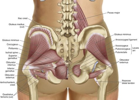 Punkty Spustowe, Levator Ani, Hip Anatomy, Pelvic Muscles, Nervus Vagus, Inner Thigh Muscle, Pelvic Bone, Hip Pain Relief, Human Body Anatomy