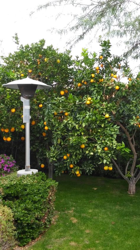 Just took these 12-10-18.  Back yard navel and blood orange trees with ripening fruit. Fruit Trees Backyard Aesthetic, Orange Trees Backyard, Fruit Tree Driveway, Orange Tree Garden, Cara Cara Orange Tree, Zpt Background, Trees Backyard, Backyard Vibes, Fruit Trees Backyard