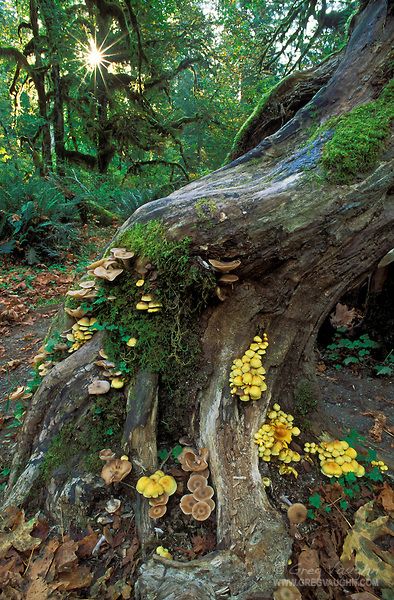 Hall Of Mosses, Hoh Rainforest, Olympic National Park Washington, Theme Nature, Have Inspiration, Olympic National Park, Nature Aesthetic, Enchanted Forest, In The Woods