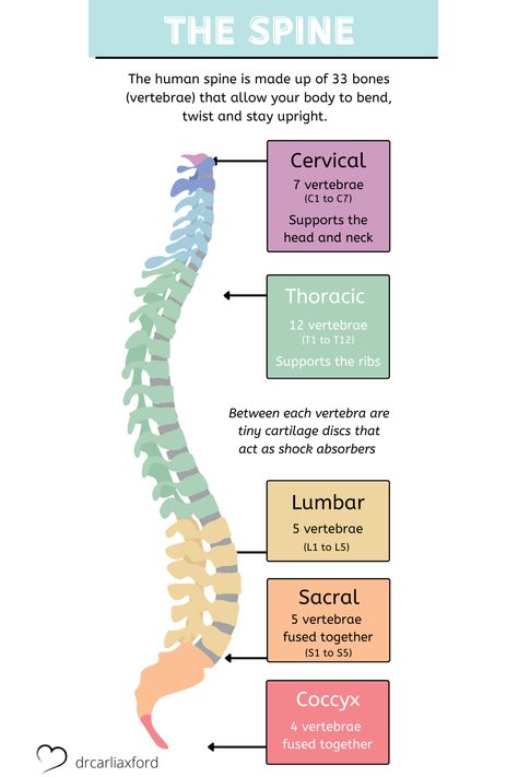 As part of the Spinal Flow Technique Certification Program our students learn about the spine. Here is a diagram showing the cervical, thoracic, lumbar, sacral and coccyx regions. Cervical Thoracic Lumbar, Lumbar Spine Xray Anatomy, Spine Diagram Anatomy, Spinal Flow Technique, Chiropractor Student, Spine Diagram, Cervical Spine Anatomy, Spinal Flow, Spinal Anatomy