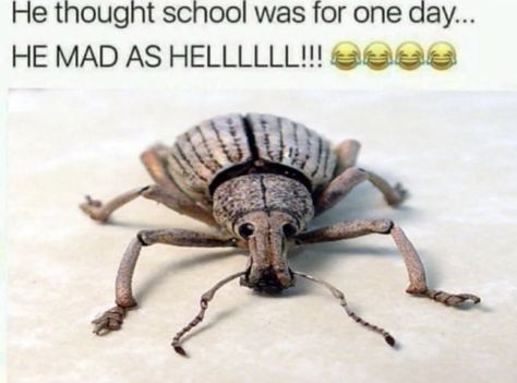 Bug Memes, Cool Bugs, Creepy Crawlies, Arthropods, A Bug, Silly Images, Silly Animals, Bugs And Insects, Beetles