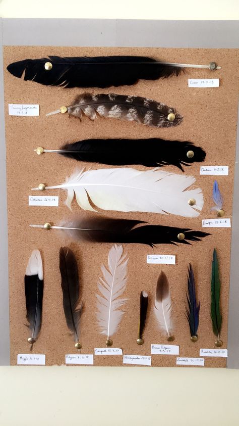 Bird Feather Display, Feather Collection Storage, Feather Display Ideas Diy, Crafts With Bird Feathers, How To Display Feathers, Feather Collection Display Ideas, Crafts To Do With Feathers, Feather Collection Display, Things To Do With Feathers