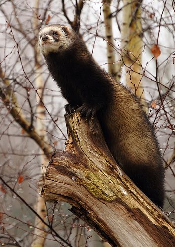 European Polecat, Tame Animals, Cute Stories, Wild Dogs, Animal Wallpaper, Forest Animals, Ferret, Animals Friends, Otters