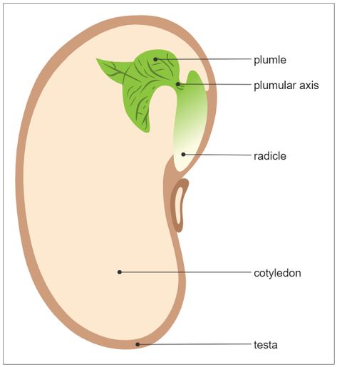 A seed is where the embryo stays, and from the seed, a plant develops. Therefore, an essential part of the life of a plant occurs inside the side. A seed is covered with a seed coat and also stores food. There are different types of seeds based on the presence of cotyledons. The different parts of the seed can explain the transformation of a flower's ovary into the fruit. The given biology diagram example shows different parts of a seed. Parts Of A Seed Diagram, Seed Diagram, Seed Drawing, Seed Structure, Digestive System Diagram, Parts Of A Seed, Types Of Seeds, Different Types Of Seeds, Biology Diagrams