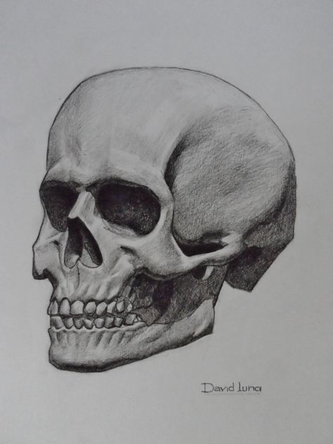 Skull. Charcoal. How To Draw Skulls Step By Step, Inktober 2024, Skull Shading, Skeleton Head, Skeleton Head Drawing, Skulls Drawing, Skull Drawing Sketches, Sketchbook Assignments, Anatomy References