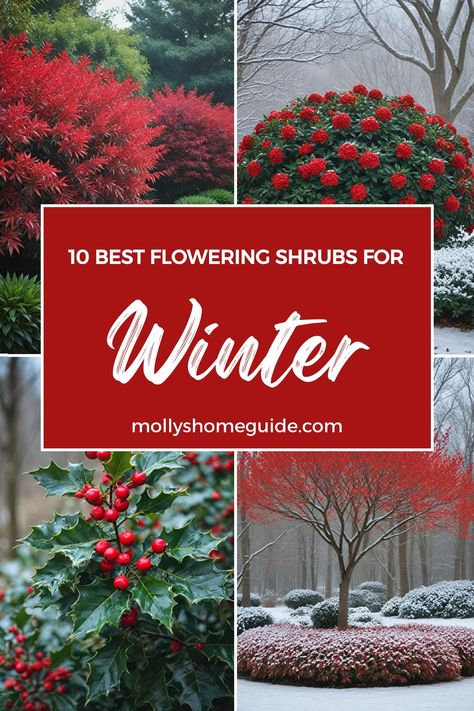 Discover the best shrubs for winter that will keep your garden vibrant all year long. From evergreen plants for year-round color to low maintenance shrubs perfect for shade, these winter garden plants offer beauty and interest even in the coldest months. Enhance your curb appeal with stylish winter flowers and create a no-care landscape with these top picks. Add a touch of green to your outdoor space with these shrubs for winter interest that are perfect for any garden style. Evergreen For Shade, Zone 4 Winter Garden, Year Long Plants, Fall And Winter Garden, Winter Garden Landscape Design, Winter Patio Plants, Winter Landscape Design, Fast Growing Evergreen Shrubs, Garden Winter Ideas