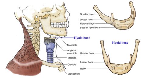 Hyoid bone and related muscles and ligaments | RANZCRPart1 Wiki | Fandom powered by Wikia Hyoid Bone Anatomy, Hyoid Bone, Neck Muscle Anatomy, Anime Bodies, Neck Anatomy, Anatomy Notes, Bone Drawing, Paranasal Sinuses, Shoulder Muscle