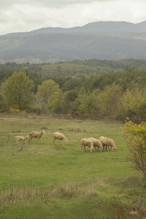 Field Of Sheep, Yaelokre Oc, Sheep Field, Sheep In A Field, Sheep Pasture, Sheep Herding, Herd Of Sheep, Green Grass Field, Landscape Reference