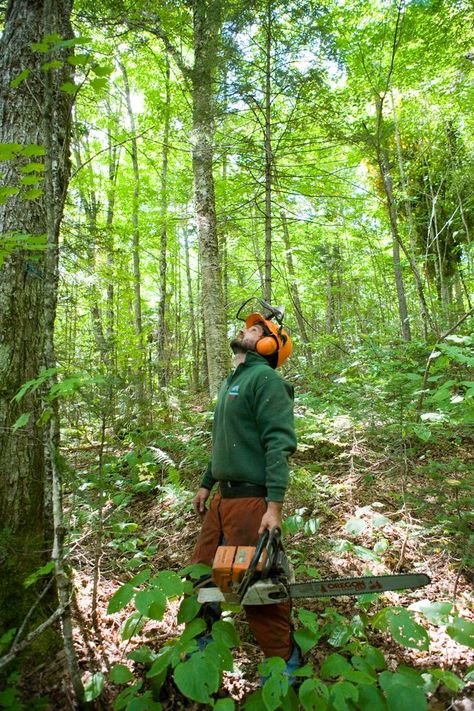 contemporary community forest movement Future Mood, Forest Conservation, Scenic Routes, Water Conservation, Dream Job, Fall Leaves, Clean Water, New Hampshire, Hampshire