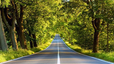 forest photography roads 1920x1080  Nature Forests HD Art  #photography #forest #1080P #wallpaper #hdwallpaper #desktop Desktop Wallpaper Full Screen, Nature Desktop Wallpaper, Green Nature Wallpaper, 1366x768 Wallpaper, Nature Desktop, Wallpaper Photo Hd, Hd Wallpapers For Pc, Desktop Background Images, Best Nature Wallpapers