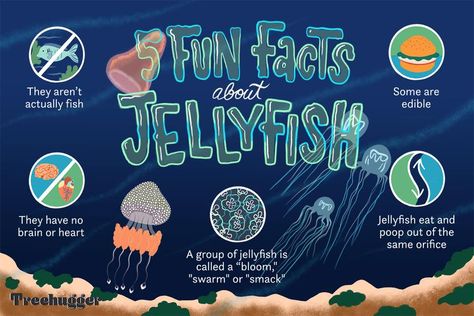 12 Fascinating Facts About Jellyfish Jellyfish Facts For Kids, Facts About Jellyfish, Fish For Kids, Odd Animals, Jellyfish Species, Lion's Mane Jellyfish, Jellyfish Facts, Jellyfish Sting, Ocean Acidification