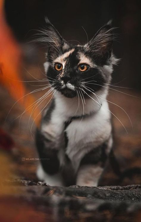 Cats Reference, Söt Katt, Image Chat, Warrior Cats Art, Most Beautiful Cat, Gorgeous Cats, Cat Pose, Most Beautiful Cat Breeds, Animale Rare