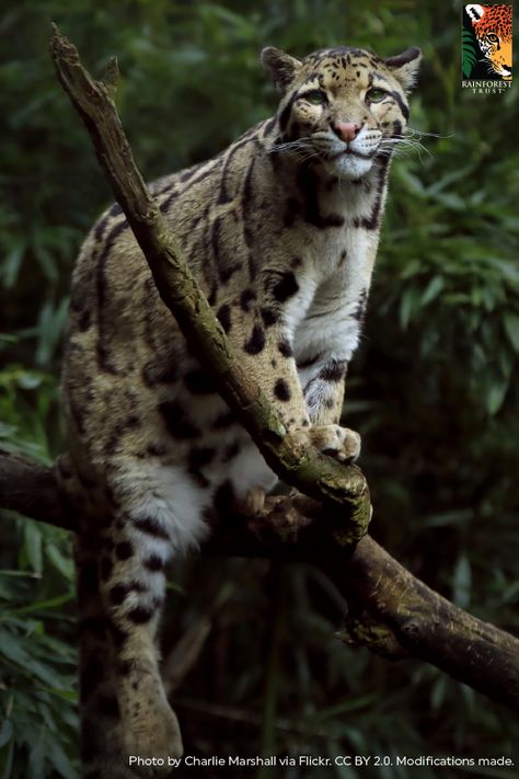 Clouded Leopards have the some of the longest canine teeth, relative to body size, of any feline! Their 2-inch-long canines are the same size as a tiger's, even though a tiger is 10 times larger in body size! These huge teeth may be an adaption to holding onto prey caught in the trees, which is a more difficult feat than catching it on the ground. Wild Cat Species, Small Wild Cats, Cat Species, Clouded Leopard, Exotic Cats, Cat Themed Gifts, Love Cat, Wild Creatures, Majestic Animals