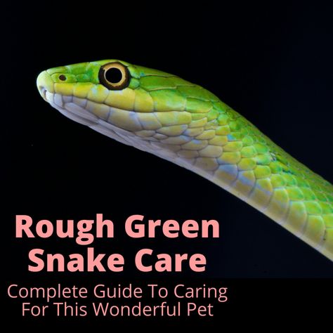 Rough Green Snake Enclosure, Snake Breeding, Rough Green Snake, Snake Breeds, Dachshund Humor, Snake Care, Unique Pets, Snakes For Sale, Vine Snake