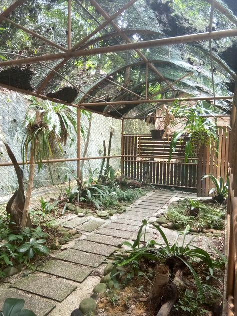 Things to Consider When Building an Outdoor Bird Aviary Large Bird Aviary Outdoor, Outdoor Bird Avaries, How To Build An Aviary, Outside Aviary Ideas, Outdoor Aviary Parrots, Outdoor Parrot Cage, Birds Home Ideas, Backyard Aviary Ideas, Large Aviary Outdoor