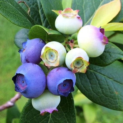 Blue Berries Photography, Blueberry Pictures, Blueberries Photography, Blueberry Photo, Blueberry Fairy, Blueberry Blossom, Blueberry Flower, Blueberry Branch, Cheesecake Blueberry