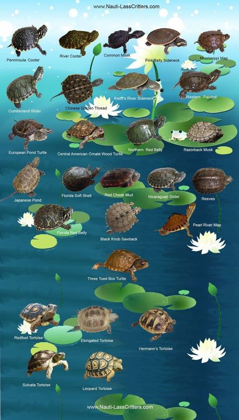 Turtle Pool Habitat, Turtle Aquarium Ideas, Turtle Terrarium Ideas, Sea Animal Drawing, Tartaruga Habitat, Draw Turtle, Turtle Tank Ideas, Turtle Aesthetic, Aquatic Turtle Tank