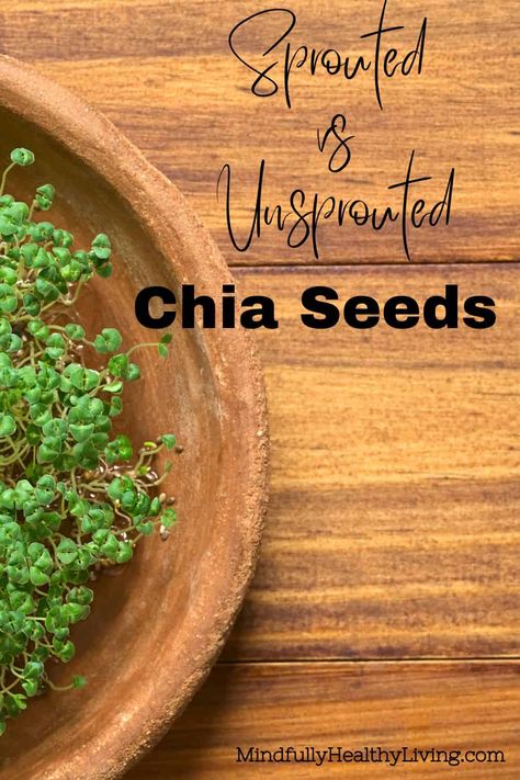 Chia Seed Sprouts, Chia Sprouts, Sprouting Chia Seeds, Sprouts Benefits, Sprouting Quinoa, Soak Chia Seeds, Ground Chia Seeds, Vegan Egg Replacement, Holistic Nutrition