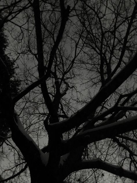 Deep Gray Aesthetic, Charcoal Gray Aesthetic, Charcoal Grey Aesthetic, Dark Grey Aesthetic Background, Grey Magic Aesthetic, Gray Forest Aesthetic, Poison Tree, Gray Aesthetic, Rose Wallpaper