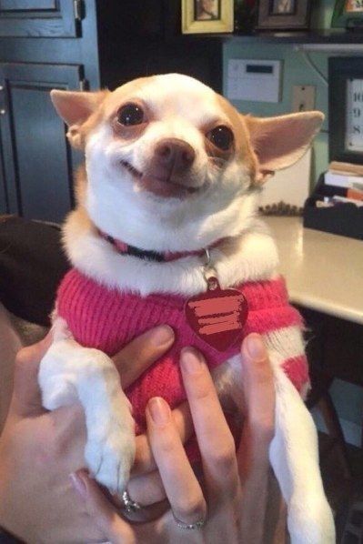 10 Photos of Smiling Dogs to Make You Smile - I Can Has Cheezburger? Chihuahua Smiling, Smiling Meme, Funny Chihuahua Pictures, Smile Meme, Rat Dog, Chihuahua Owner, Haiwan Comel, Ugly Dogs, Chihuahua Funny