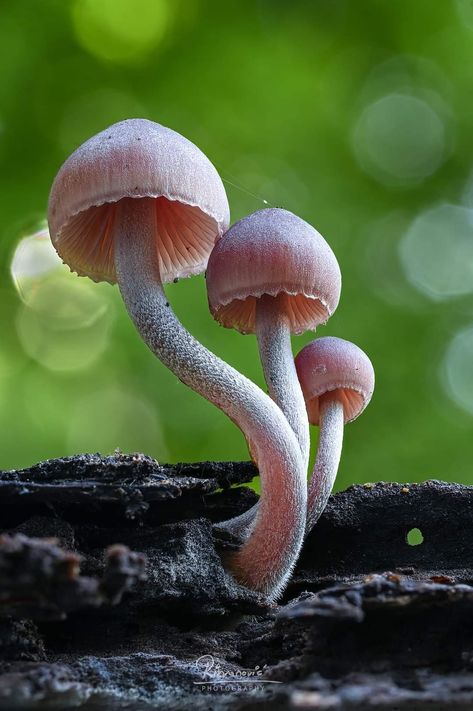 Wild Mushrooms Photography, Mushrooms Photos, Mushroom Project, Object Study, Fungi Photography, Cyanotype Ideas, Mushroom Book, Ancient Woodland, Faerie Ring