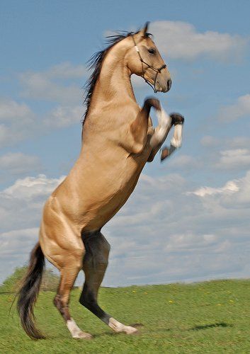 Akhal-teke, Ahal Teke, Buckskin Horse, Akhal Teke Horses, Rare Horses, Cai Sălbatici, Rasy Koni, Arsitektur Masjid, Golden Horse