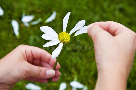 He Loves Me He Loves Me Not Flower, Picking Petals Off Flowers, Hopeful Romantic, Love Hands, Card Painting, Inktober 2023, Flower Pedals, Feminism Art, Couple Holding Hands