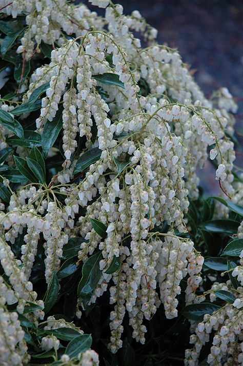 Compacta Japanese Pieris (Pieris japonica 'Compacta') at New Garden Landscaping & Nursery Japanese Andromeda, Japanese Pieris, Garden Ideas Driveway, Waterville Maine, Pieris Japonica, Landscape Nursery, Orchard Garden, Shade Shrubs, Broadleaf Evergreen