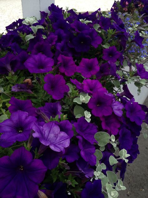 Purple Petunias Dark Purple Petunias, Purple Petunias In Pots, Friar Lawrence, Dream Garden Flowers, Pride Flowers, Golden Afternoon, Purple Petunias, Dark Purple Flowers, Birthday Plans